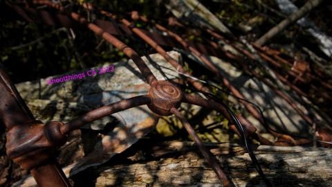 Will I Forever Be Alone.... - MAY 2023 - IMG_5315.JPG