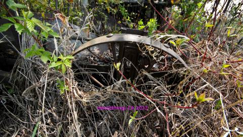 Will I Forever Be Alone.... - MAY 2023 - IMG_5329.JPG