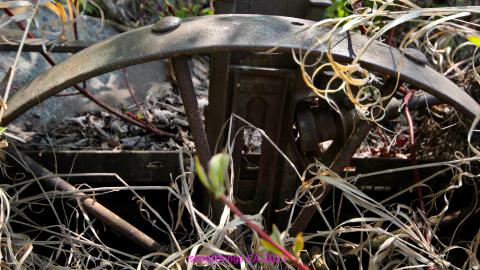 Will I Forever Be Alone.... - MAY 2023 - IMG_5331.JPG