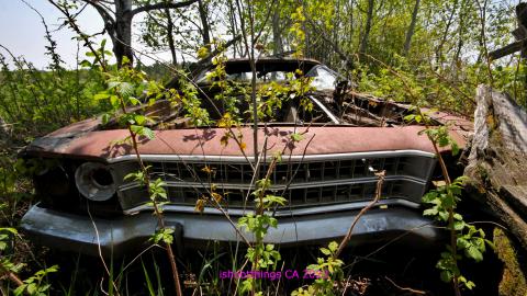 Will I Forever Be Alone.... - MAY 2023 - IMG_5339.JPG