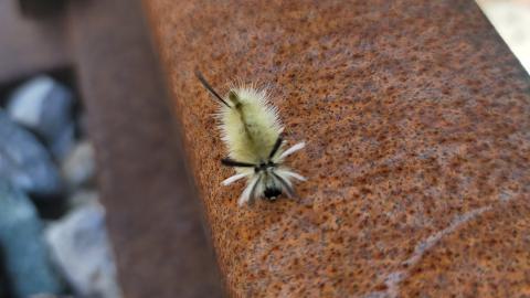 Almost The Whole Thing - 20240820_111147.jpg