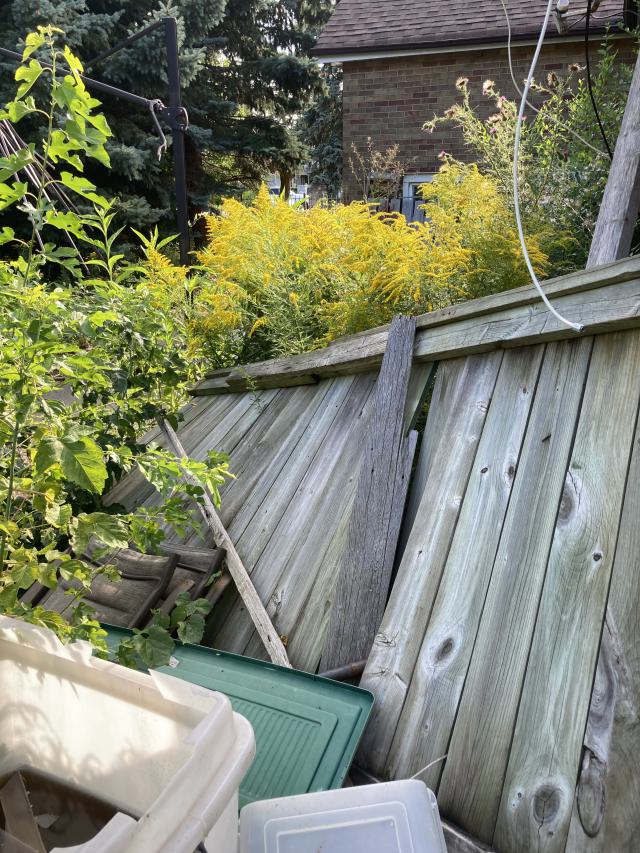 Confuzzled - IMG_4337.jpeg