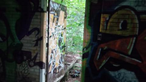 trees - 455476966_514514124457483_3847799655082931084_n.jpg