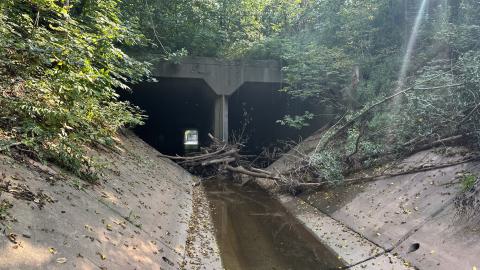 Drain to Sixteen Mile - IMG_7795.jpeg