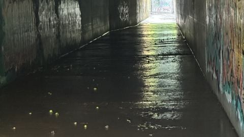 Drain to Sixteen Mile - IMG_7796.jpeg