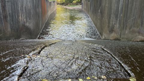 Drain to Sixteen Mile - IMG_7811.jpeg