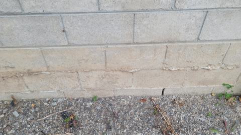 Suprise Find - 20240828_161607.jpg