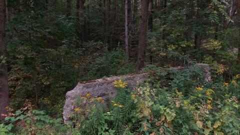 Huron Natural Area Ruins - 20240829_171422.jpg