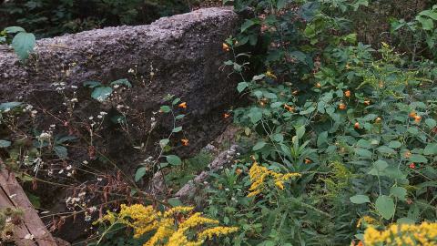 Huron Natural Area Ruins - 20240829_171535.jpg