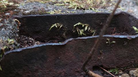 Huron Natural Area Ruins - 20240829_171710.jpg