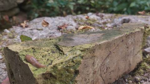 Huron Natural Area Ruins - 20240829_171935.jpg