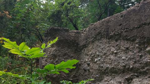 Huron Natural Area Ruins - 20240829_172331.jpg