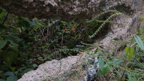 Huron Natural Area Ruins - 20240829_172941.jpg