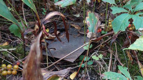 Huron Natural Area Ruins - 20240829_173015.jpg