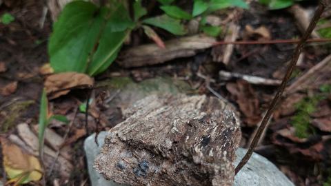 Huron Natural Area Ruins - 20240829_173029.jpg