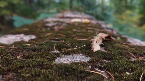 Photo from Huron Natural Area Ruins