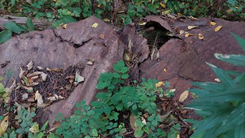 Huron Natural Area Ruins - 20240829_173201.jpg