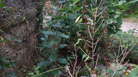 Huron Natural Area Ruins - 20240829_174052.jpg