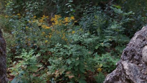 Huron Natural Area Ruins - 20240829_174059.jpg