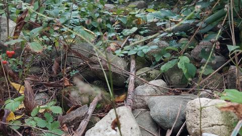 Huron Natural Area Ruins - 20240829_174118.jpg