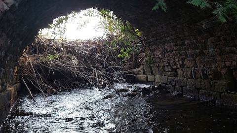 Bowman Creek Bridge - 20240814_173913.jpg