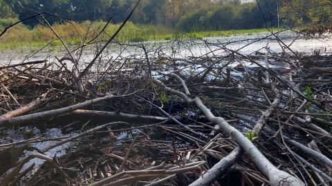 Bowman Creek Bridge - 20240814_174719.jpg