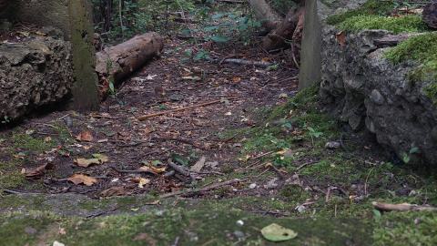 Devil's Glen Quarry Foundations - 20240822_174259.jpg