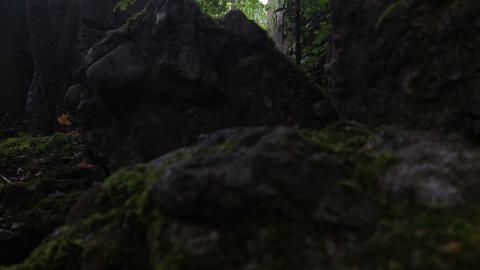 Devil's Glen Quarry Foundations - 20240822_174326.jpg