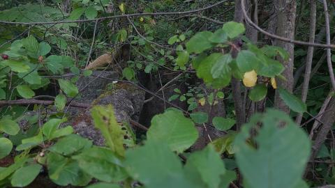 Devil's Glen Quarry Foundations - 20240822_175024.jpg