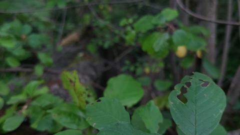 Devil's Glen Quarry Foundations - 20240822_175031.jpg