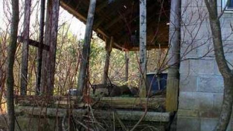 Hidden Behind the Trees photo 3