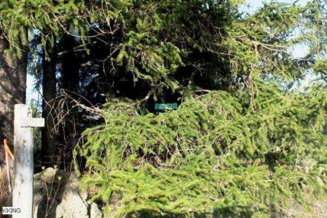 Hidden Behind the Trees photo 2