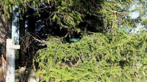 Hidden behind the Trees - IMG_1353.jpg