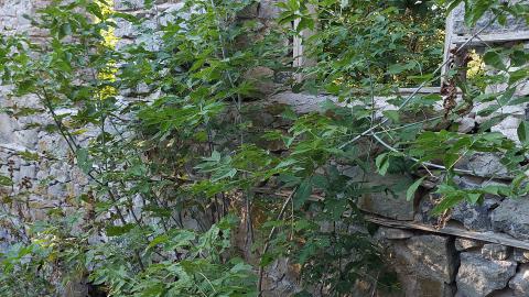 German Woolen Mill Ruins - 20240901_184627.jpg