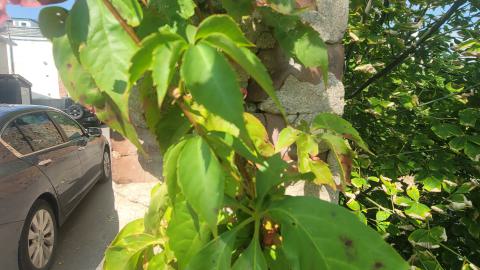 Something Id Expect To See In Europe - 20240914_144037.jpg