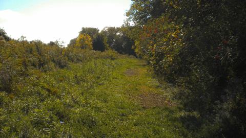 i hate burrs - coolpix-70.jpg