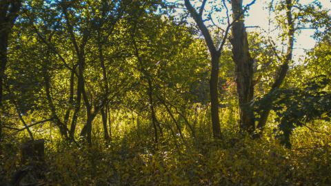 i hate burrs - coolpix-77.jpg