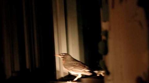 CFB Edgar 2006/2007 - CFB-Edgar320.jpg