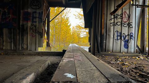 Sawmill Dream Cut Short - IMG_5267.jpeg