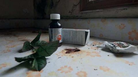 horsin around - Next-door-to-Greenbelt-House12.jpg