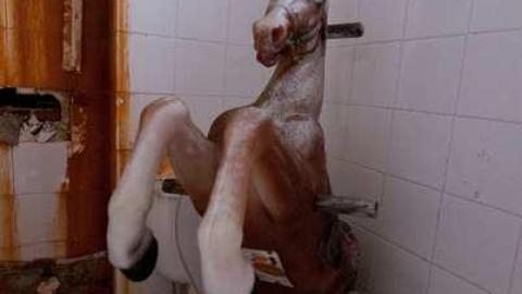 horsin around - Next-door-to-Greenbelt-House30.jpg