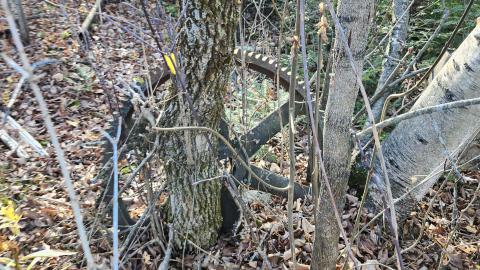 Red Cloud November 2024 - 20241103_142527.jpg