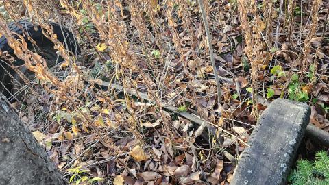 3rd vehicle was a VW beetle