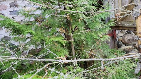 Red Cloud November 2024 - 20241103_142909.jpg