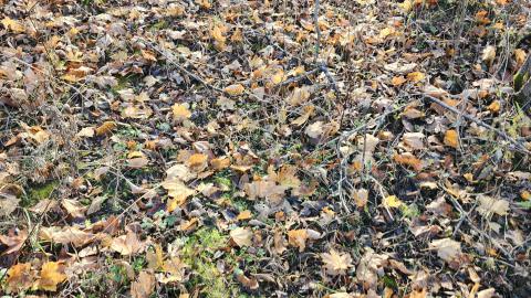 Red Cloud November 2024 - 20241103_142939.jpg