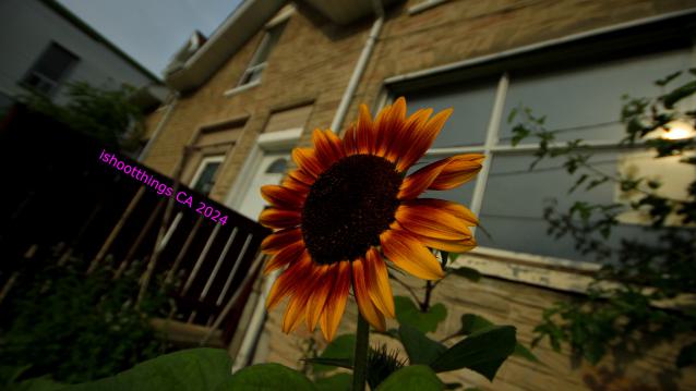 Didnt Want To Put Effort Into the Last One... - AUG 2024 - IMG_0357.JPG