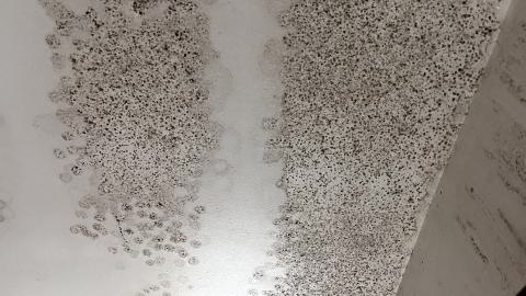 House of Smiles - IMG_1816.jpg