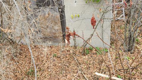 Odessa Boat Yard Ruins Nov 2024 - 20241110_131118.jpg