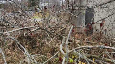 Odessa Boat Yard Ruins Nov 2024 - 20241110_131209.jpg