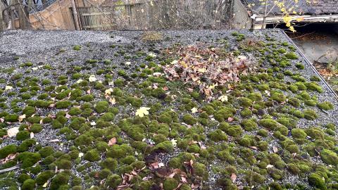 Decade of Decay - IMG_2549.jpg